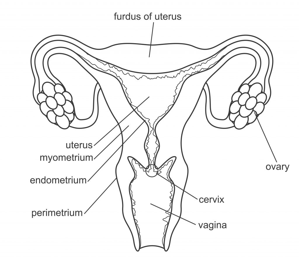 Anatomy-of-the-Vagina