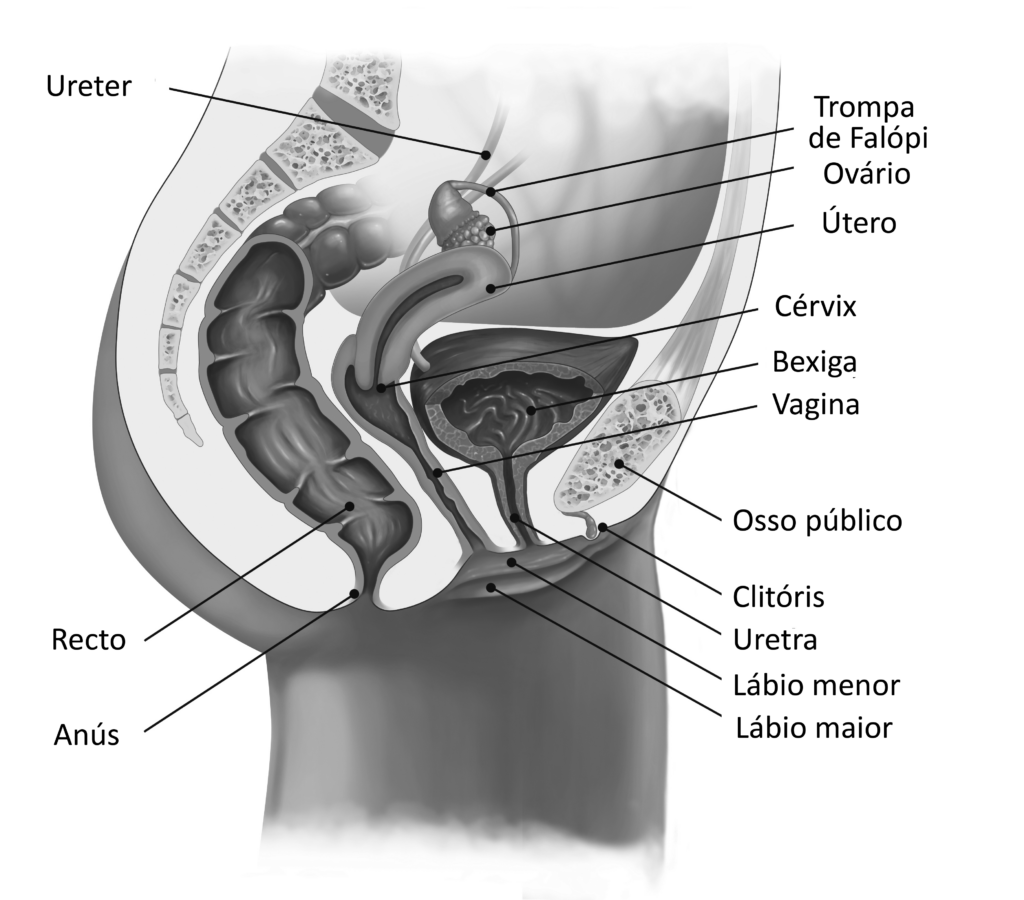 Orifício frontal? Vagina é bem diferente de ânus 