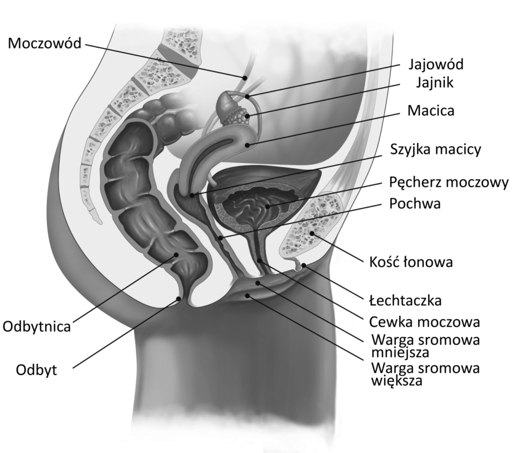 vagina