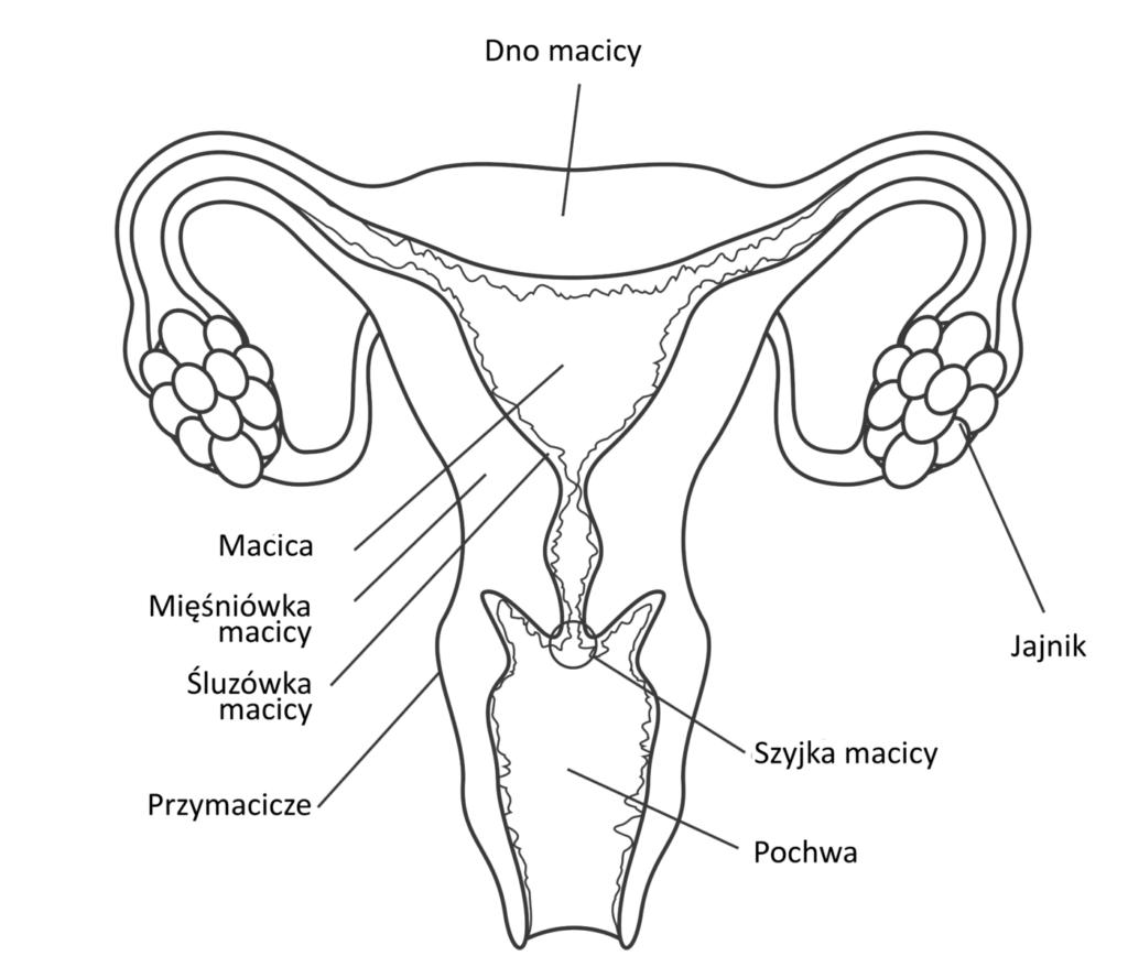 vagina2-poland