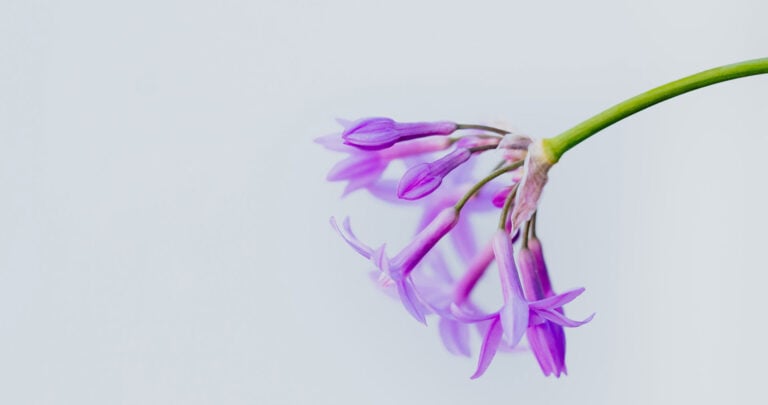 flower2