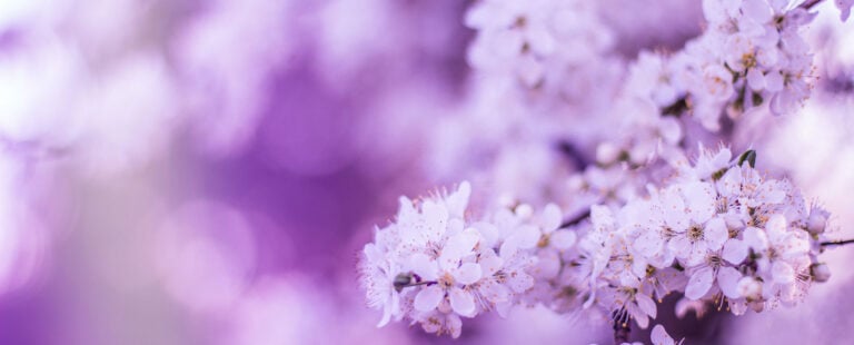 flower3