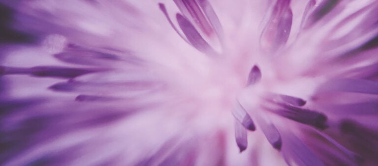 flower4