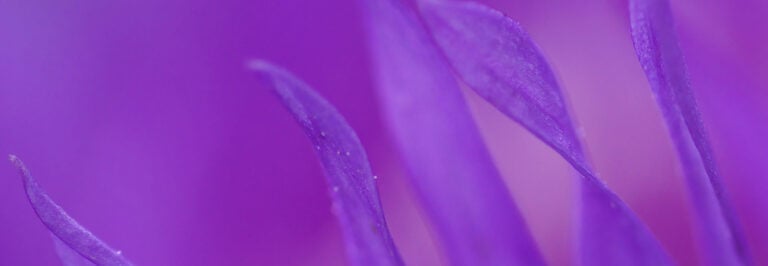 flower5